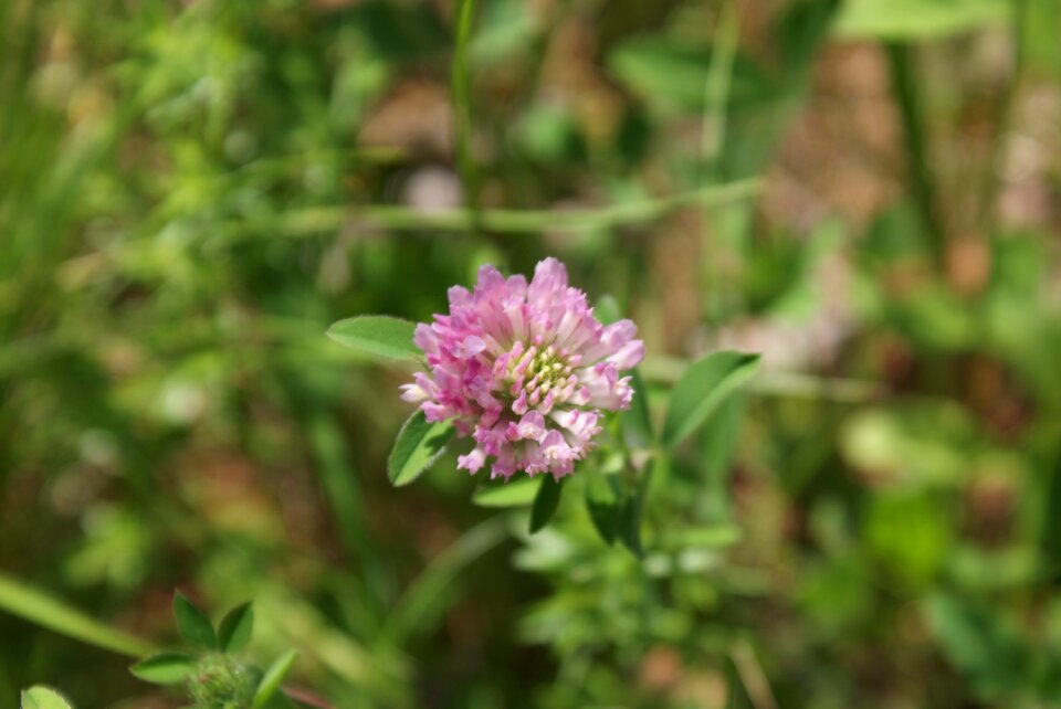 Plant summer floral