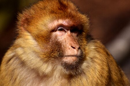 Animal wild animal zoo