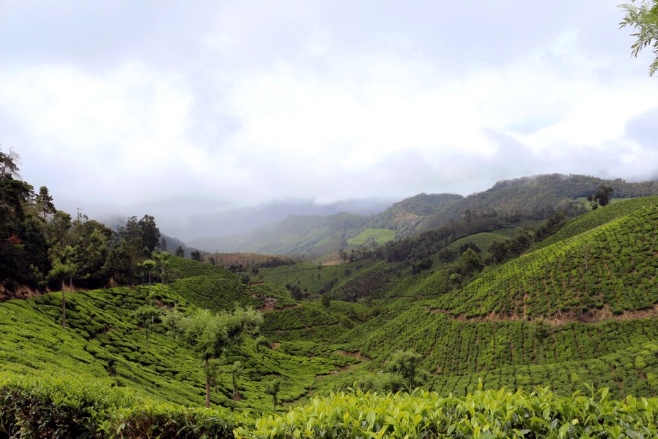 Green leaf field photo