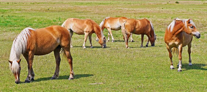 Blond breed of horse pasture