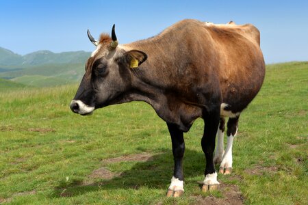 Animals pasture meadow photo