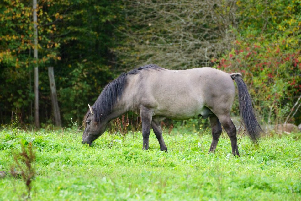 Stallion village nature