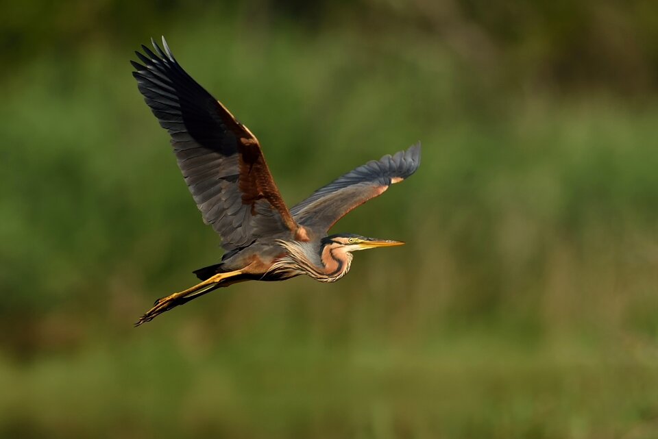Nature animal wing