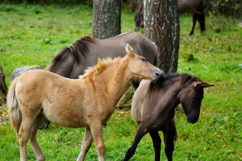Farm the horse mare