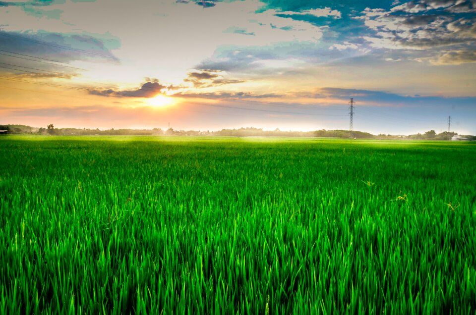 Vietnam sunset rice