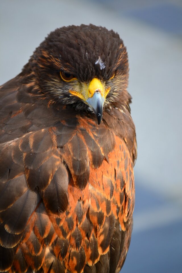 Bird of prey aguila nature reserve