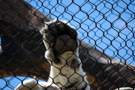 Cat animal claw