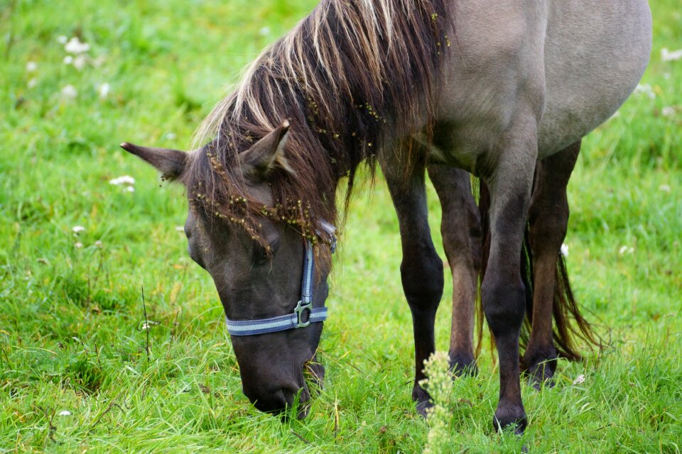 Stallion village nature