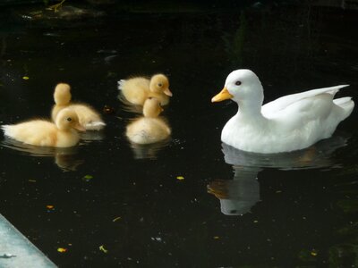 Swim animal white