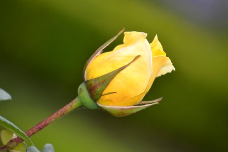 Rosa yellow petals photo