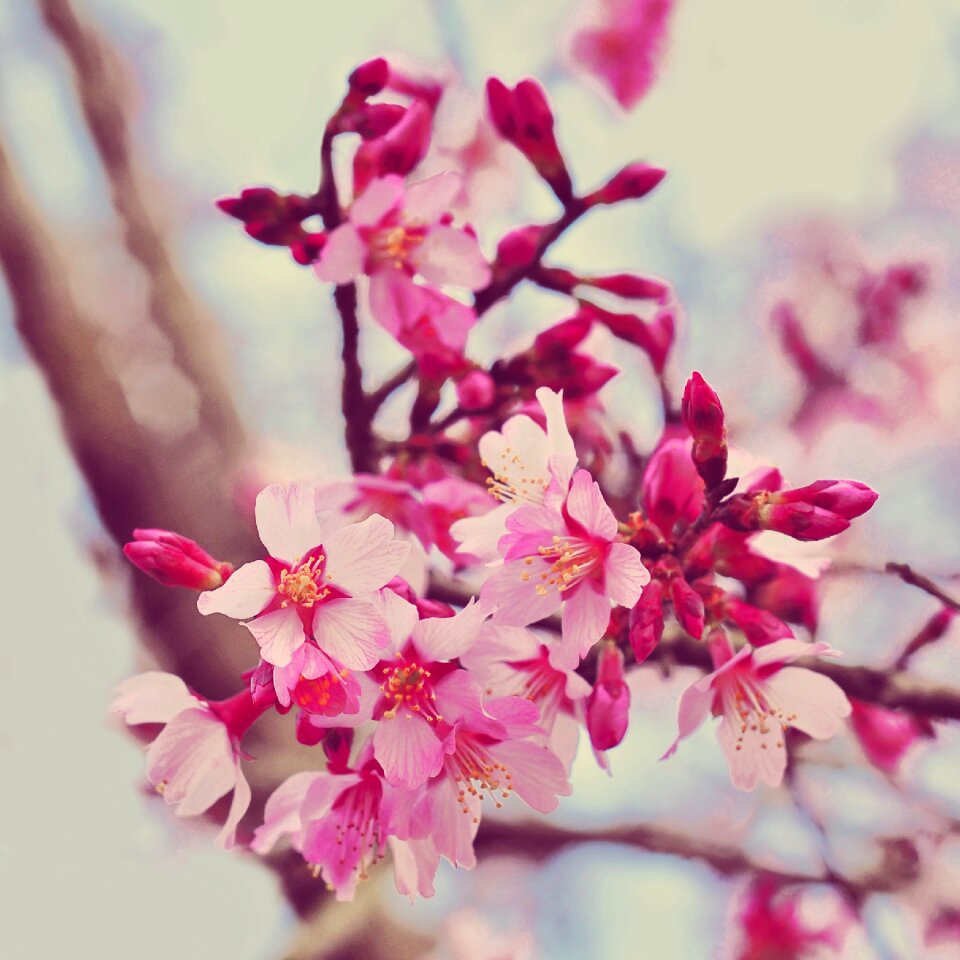 Nature petal color