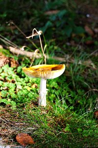 Autumn forest nature