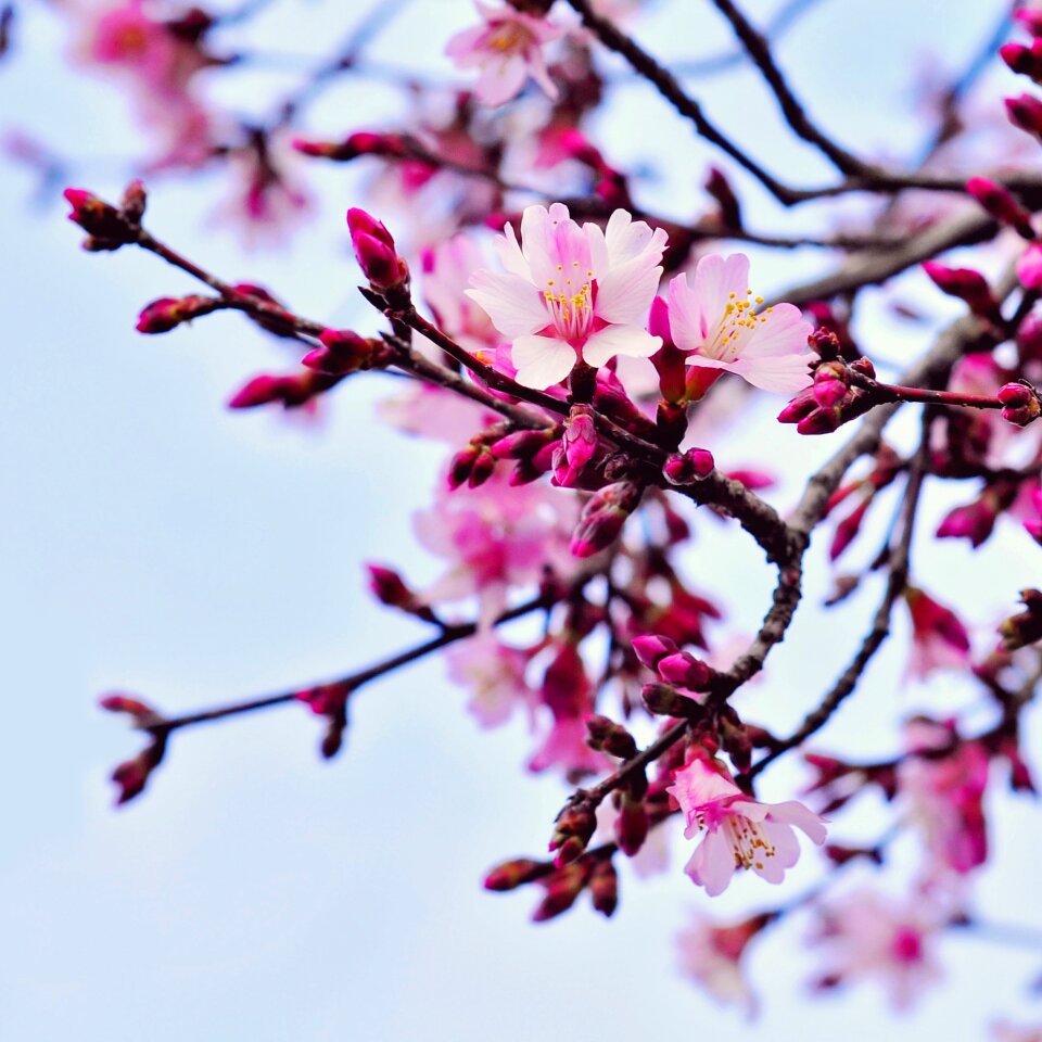Tree nature garden