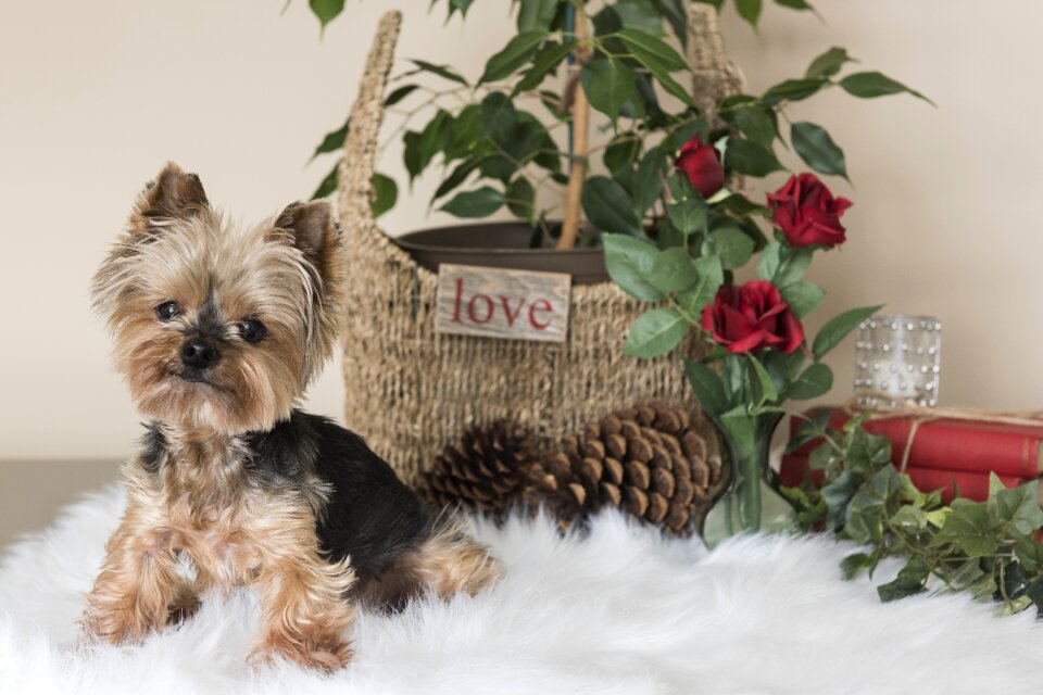 Domestic animal cute