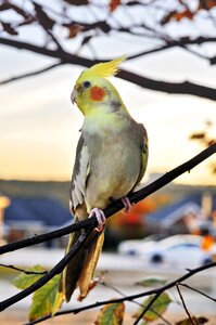 Outdoors nature wing