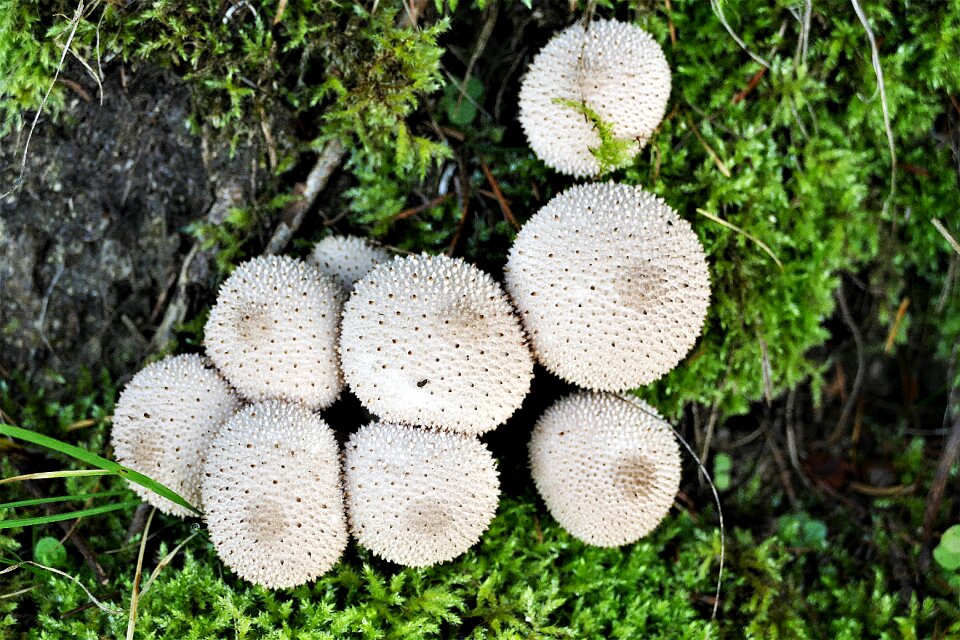 White umbrinum spur