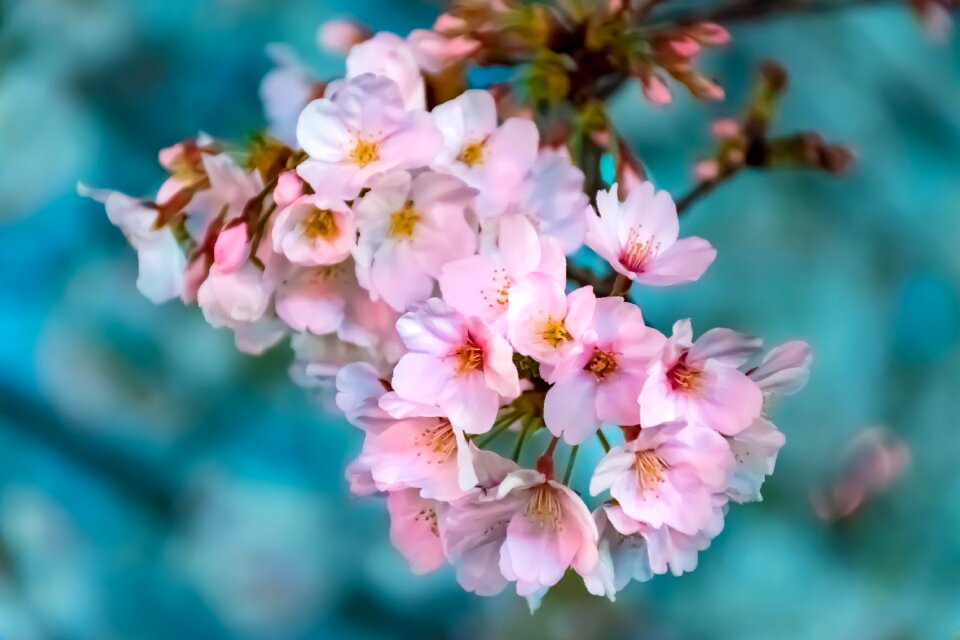 Garden cherry blossoms flowering