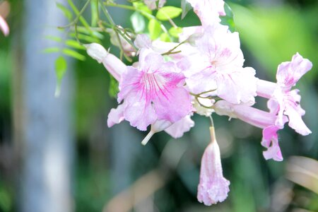 Nature pink flowers flowers