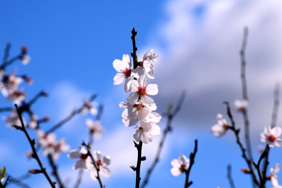 Spring tree white