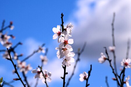Spring tree white photo