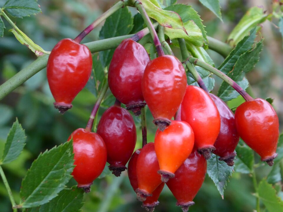 Rose hip decoration berry