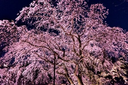 Seasonal branch cherry blossoms photo