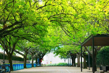 Green trees spring photo