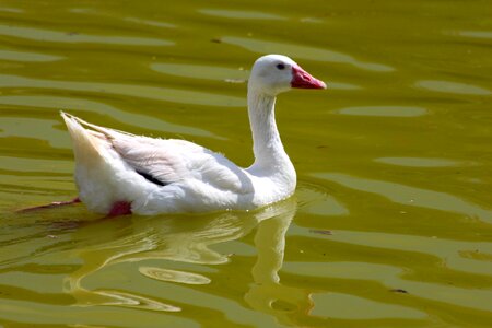 Duck waterfowl water