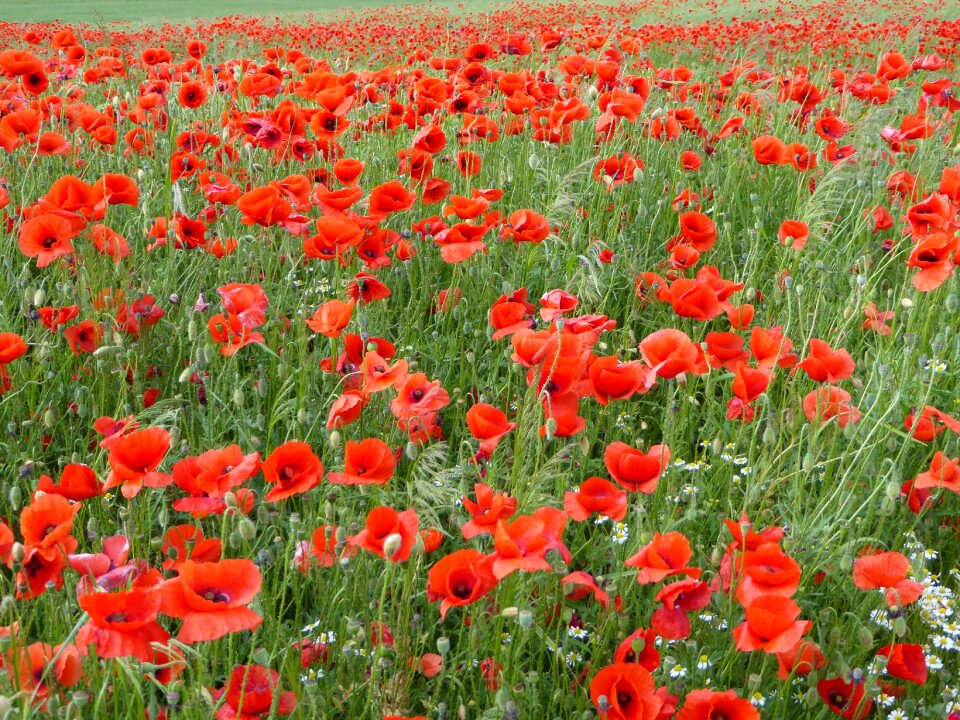 Flower klatschmohn meadow