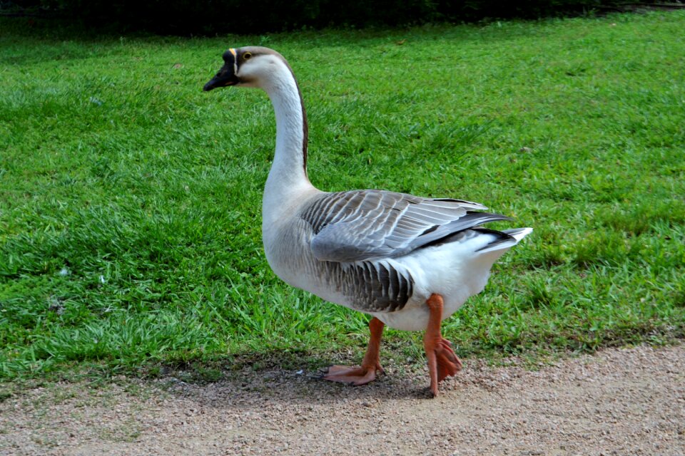 Outdoors animal wildlife
