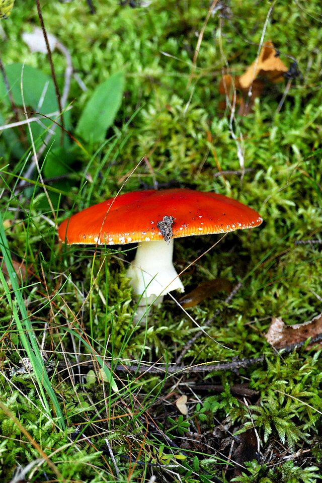 Autumn speitaeubling russula relative