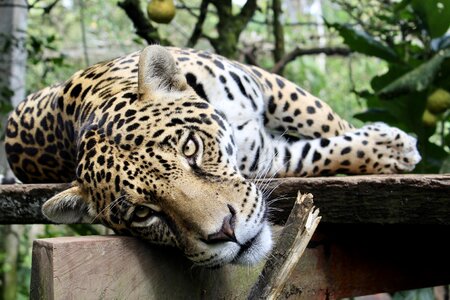 Wild cat wildlife