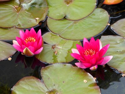 Aquatic plant pond lily pond