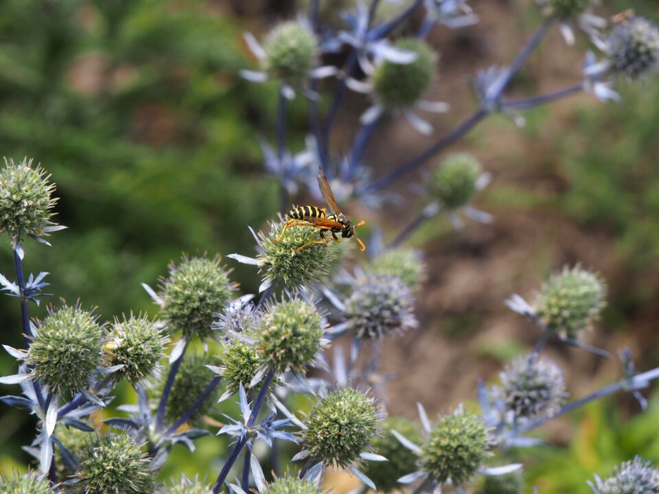 Fauna insect blossom