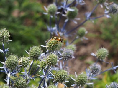 Fauna insect blossom