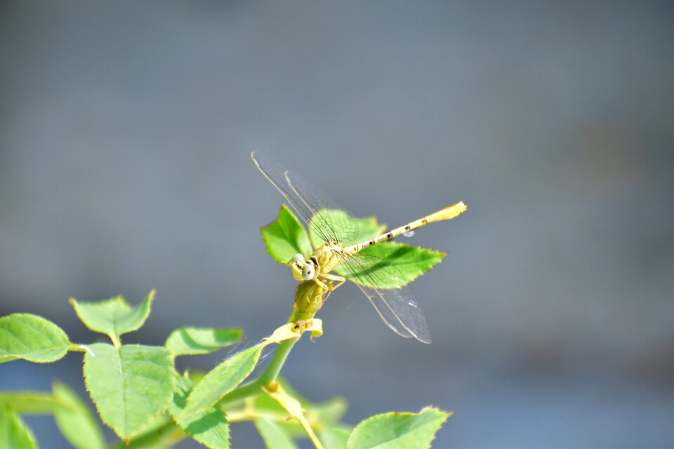 Insect nectar nature