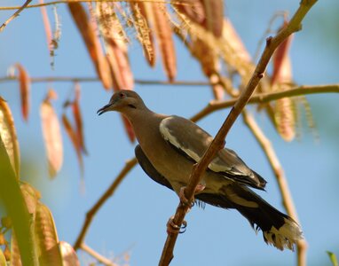 Paloma guaje bird photo