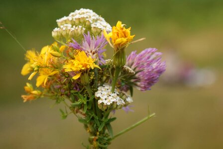 Floral field montenegro photo