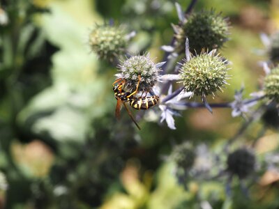 Fauna insect blossom
