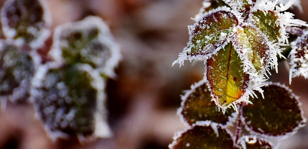 Frost nature plant photo