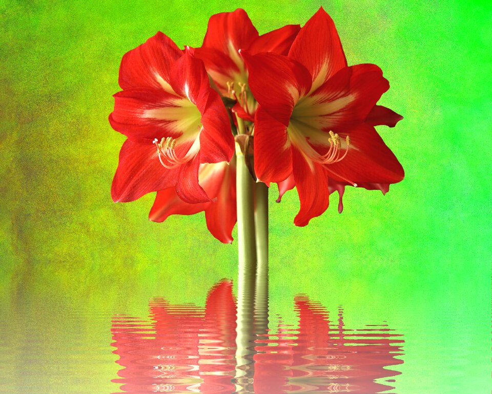 Potted plant plant nature