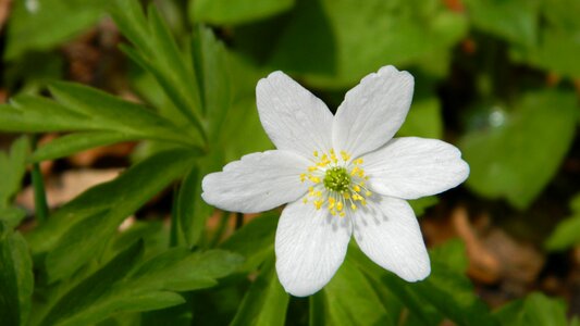 Plant meadow spring