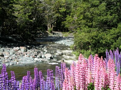 Devils punchbowl lupine waterfall