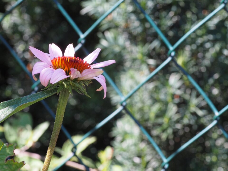Nature blossom bloom