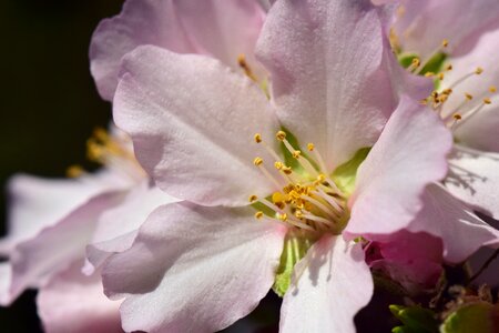Spring tree white