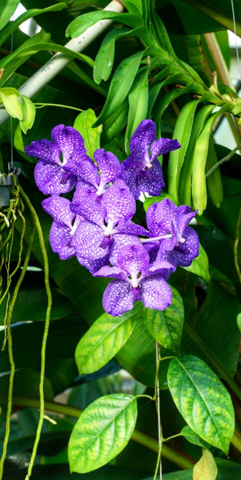 Tropical nature flower