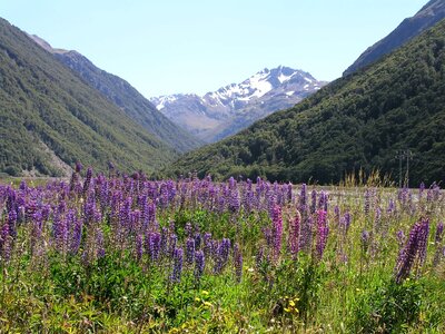 Devils punchbowl lupine waterfall