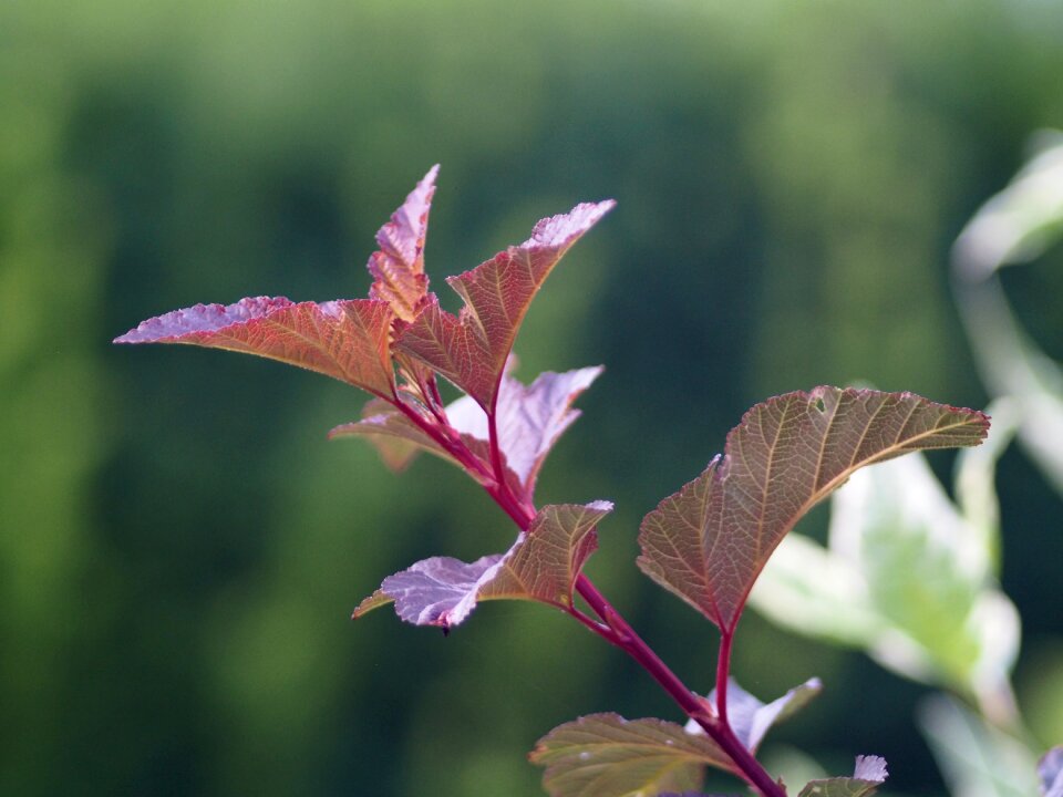 Plant green summer