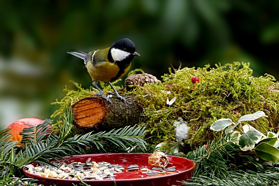 Parus major songbird hunger