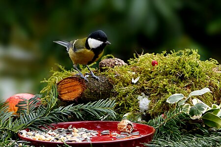 Parus major songbird hunger